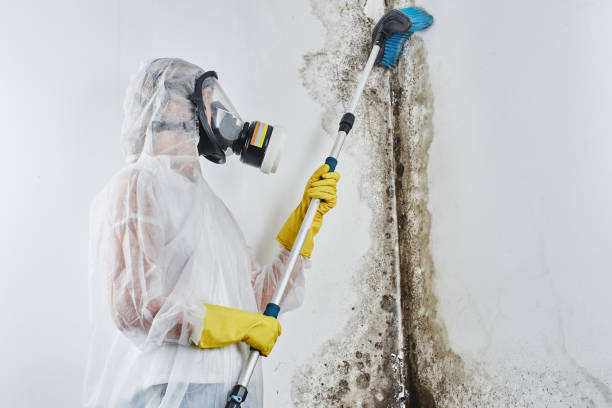 Best Attic Mold Removal  in Winfield, AL