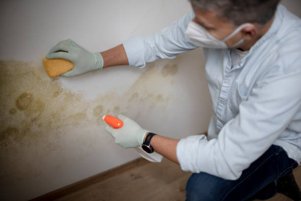 Best Commercial Mold Removal  in Winfield, AL