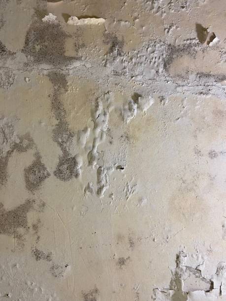 Best Black Mold Removal  in Winfield, AL