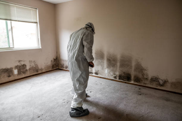 Mold Testing and Removal in Winfield, AL